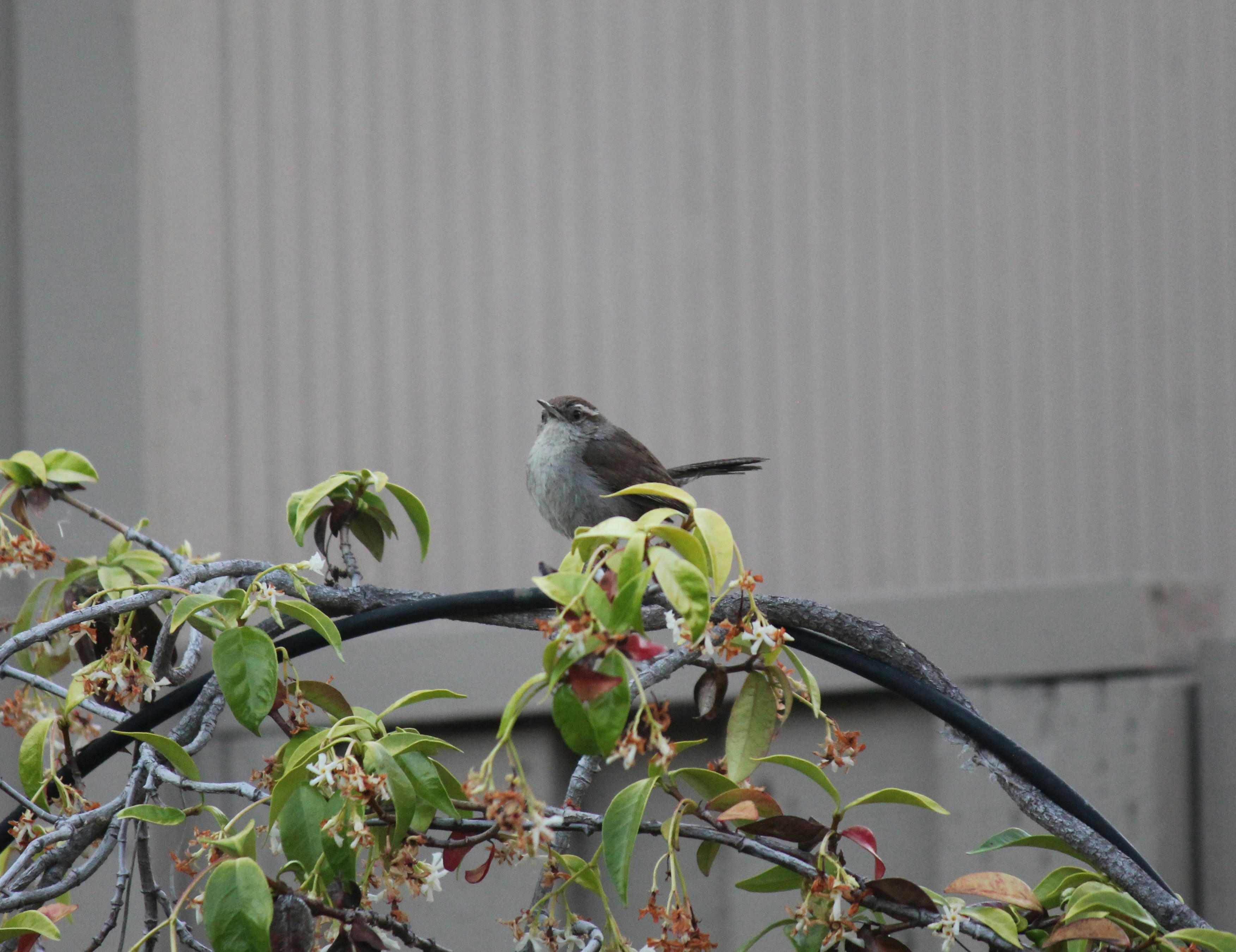 un petit oiseau assis sur la branche d’un arbre