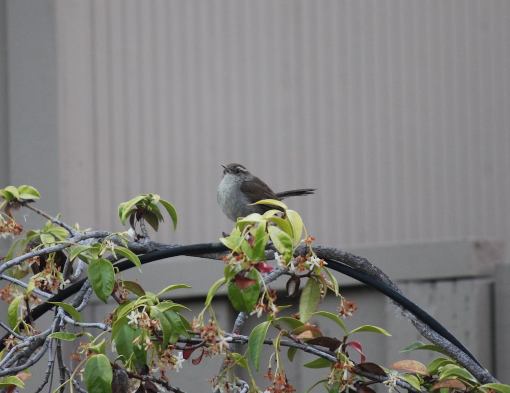 a small bird sitting on a branch of a tree