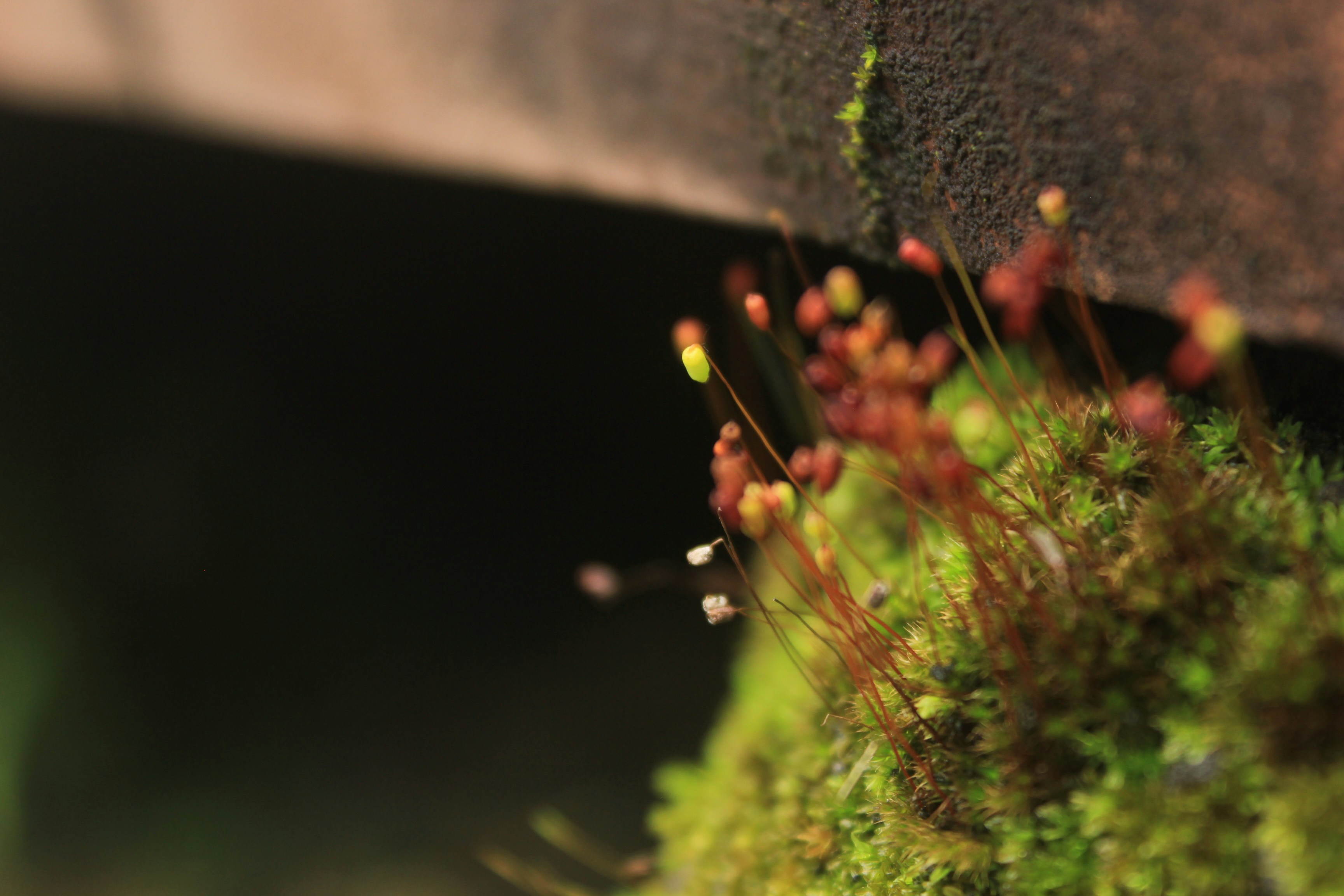 Fungus Gnats Flying Around Plants