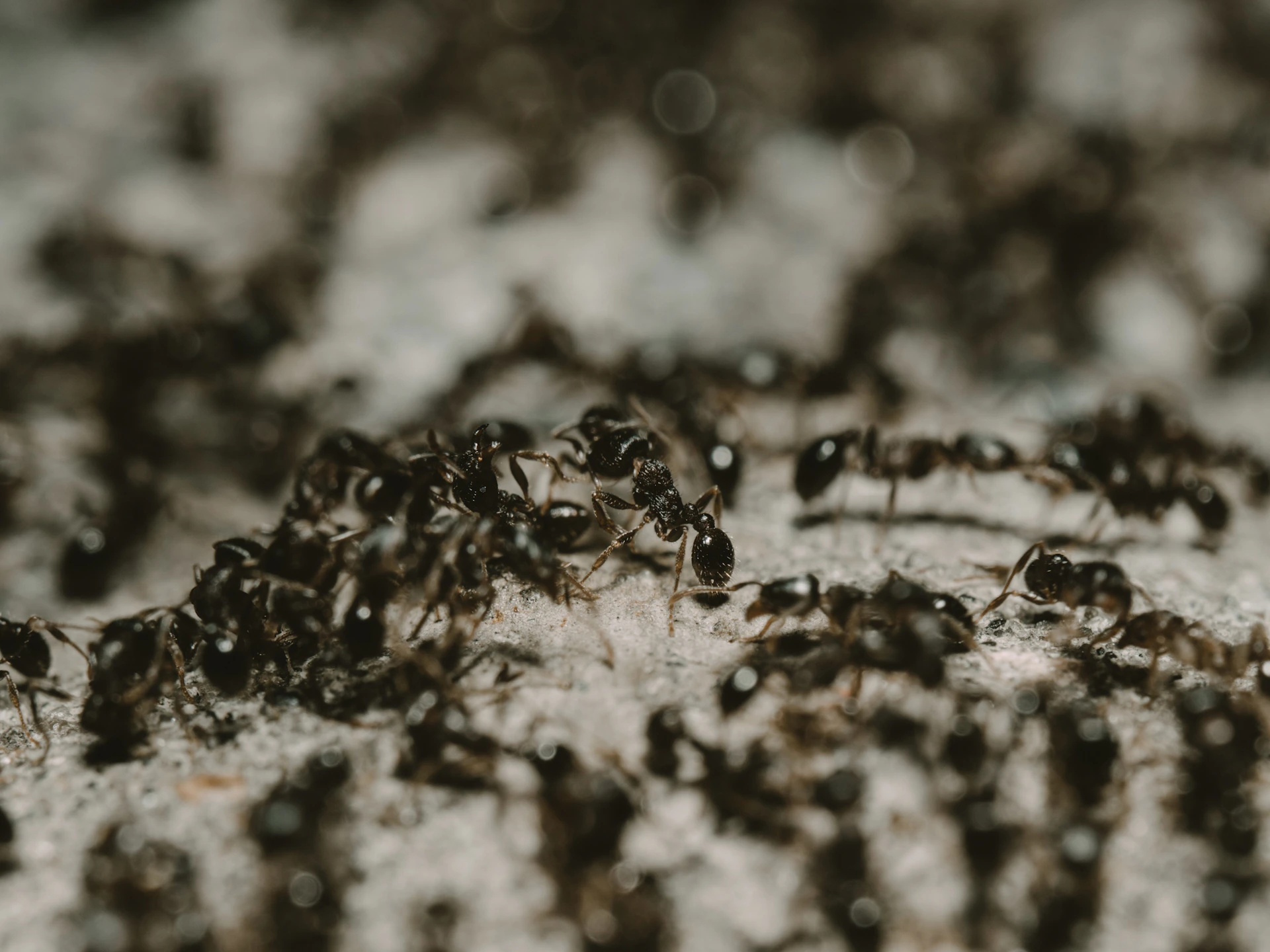 a group of ant ant ant ant ant ant ant ant ant ant ant ant ant