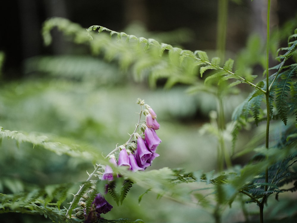 a purple flower sitting on top of a lush green plant