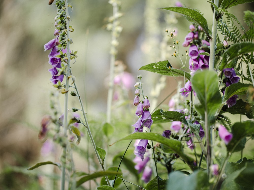 a bunch of flowers that are in the grass