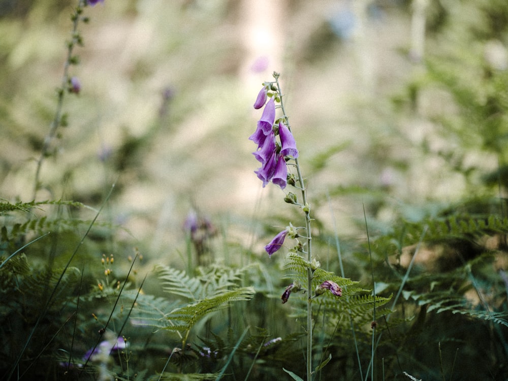 a purple flower is in the middle of a forest