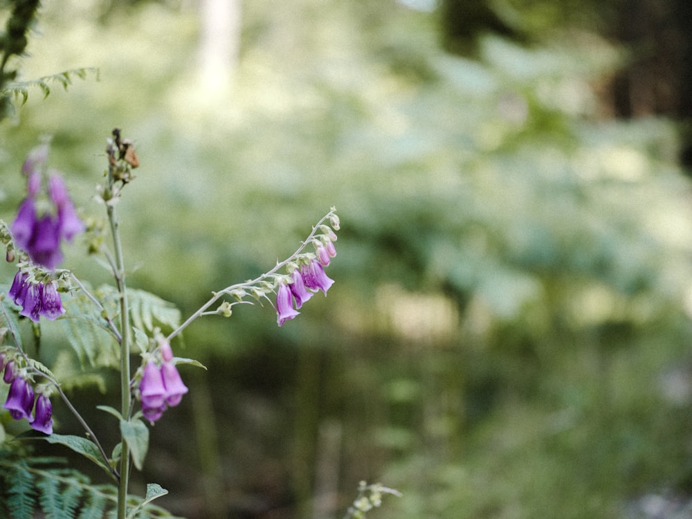 a purple flower is growing in the woods