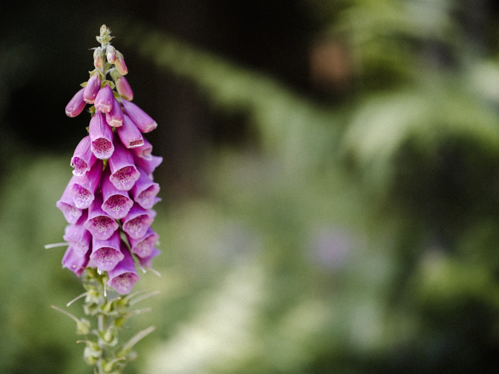 a close up of a purple flower with a blurry background