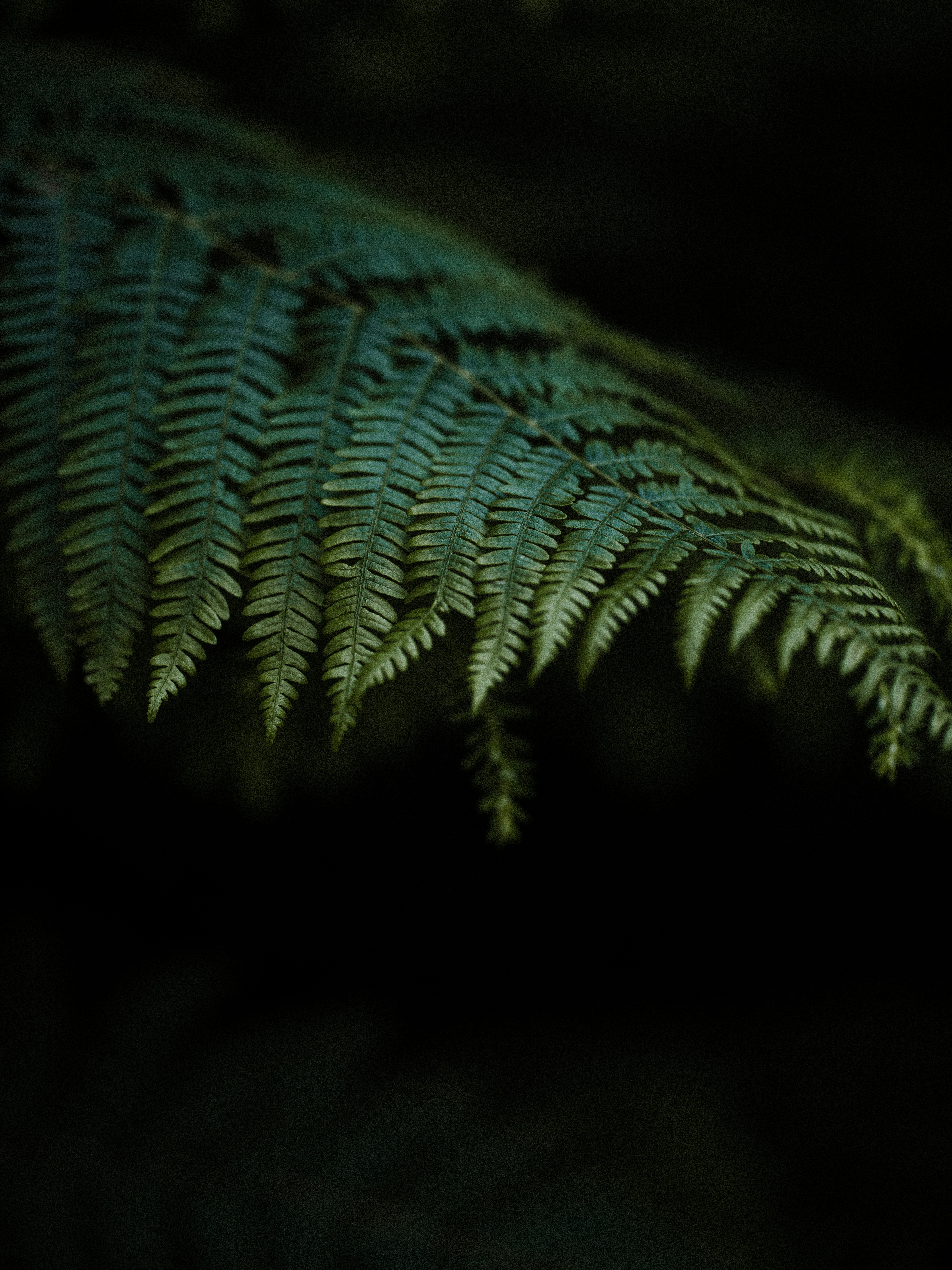 a close up of a fern leaf in the dark