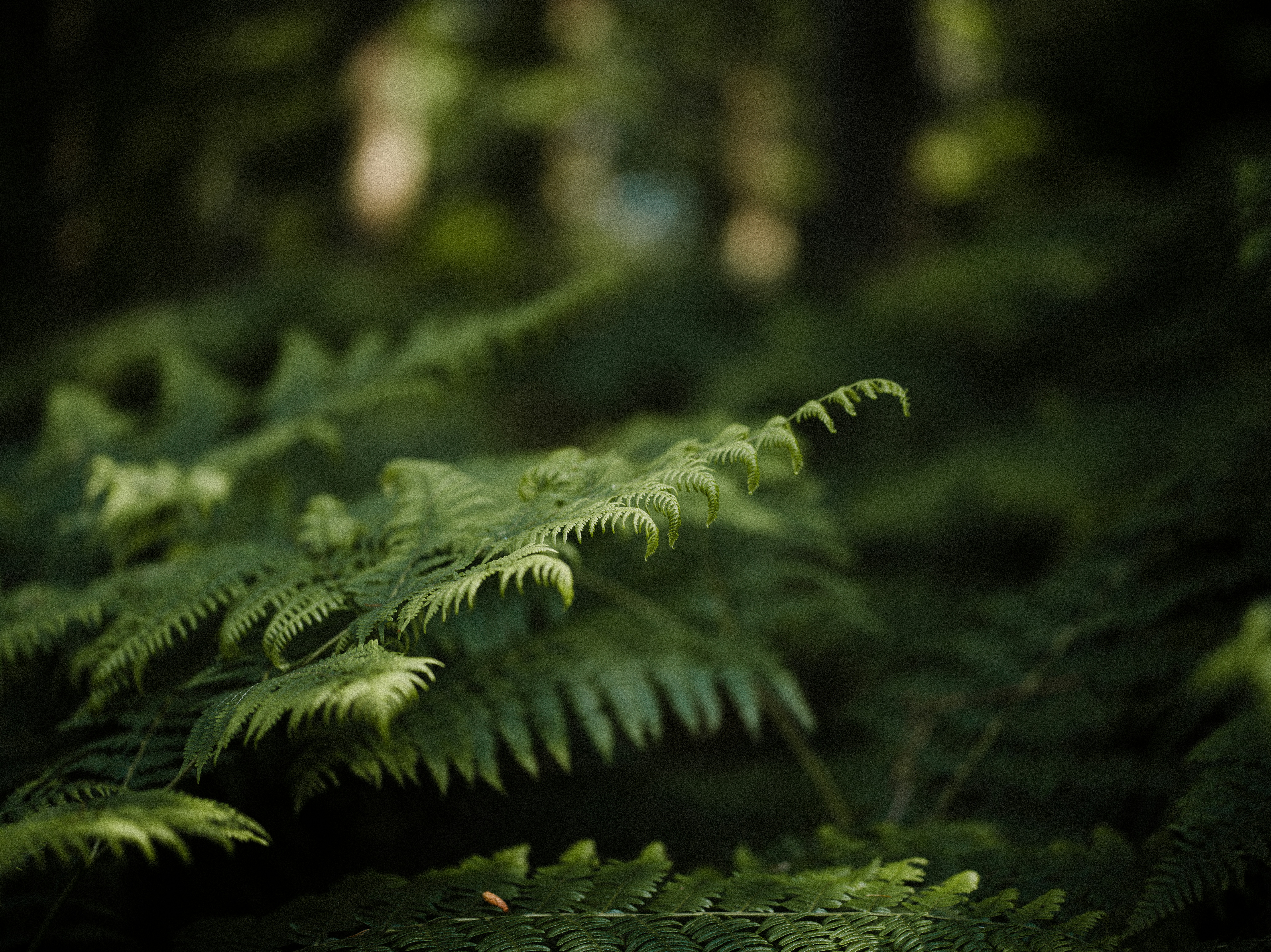 Photo by anniespratt