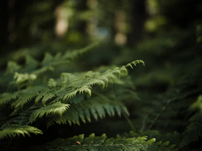 a close up of a fern leaf in a forest