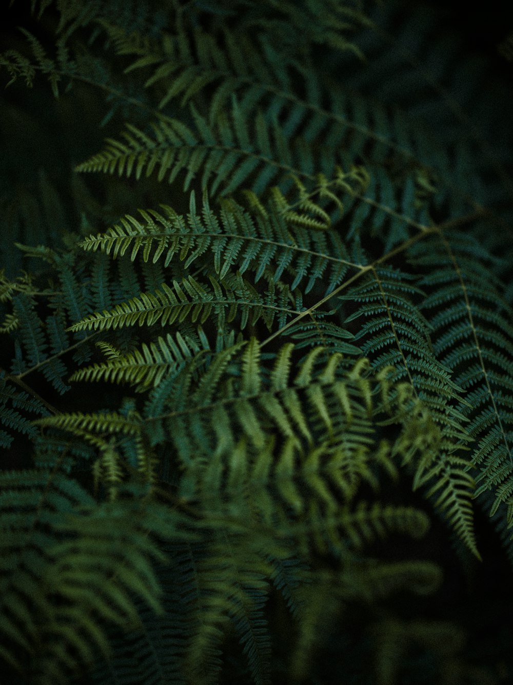 a close up of a green fern leaf