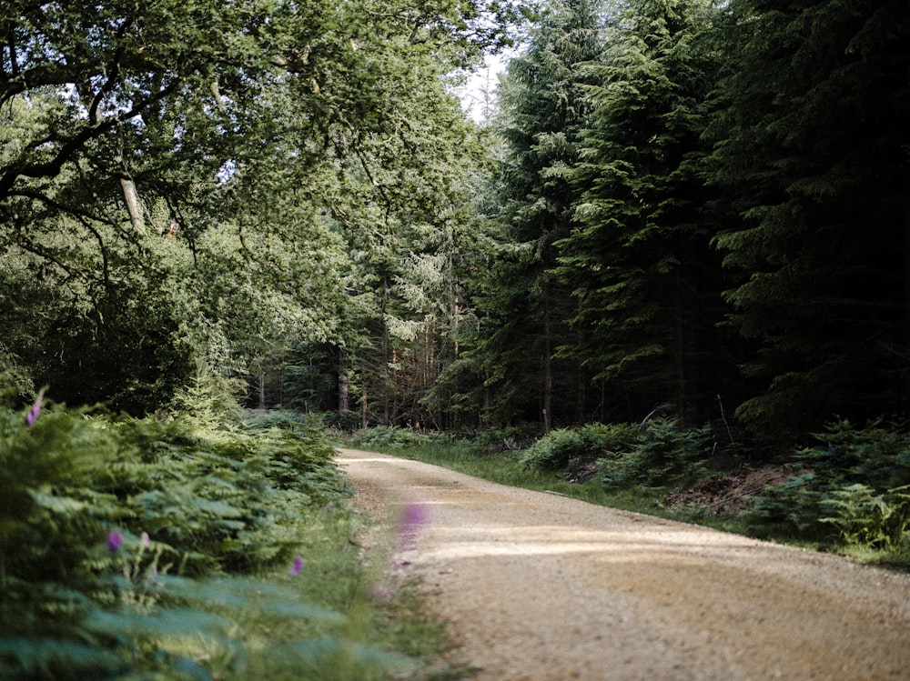 a dirt road in the middle of a forest