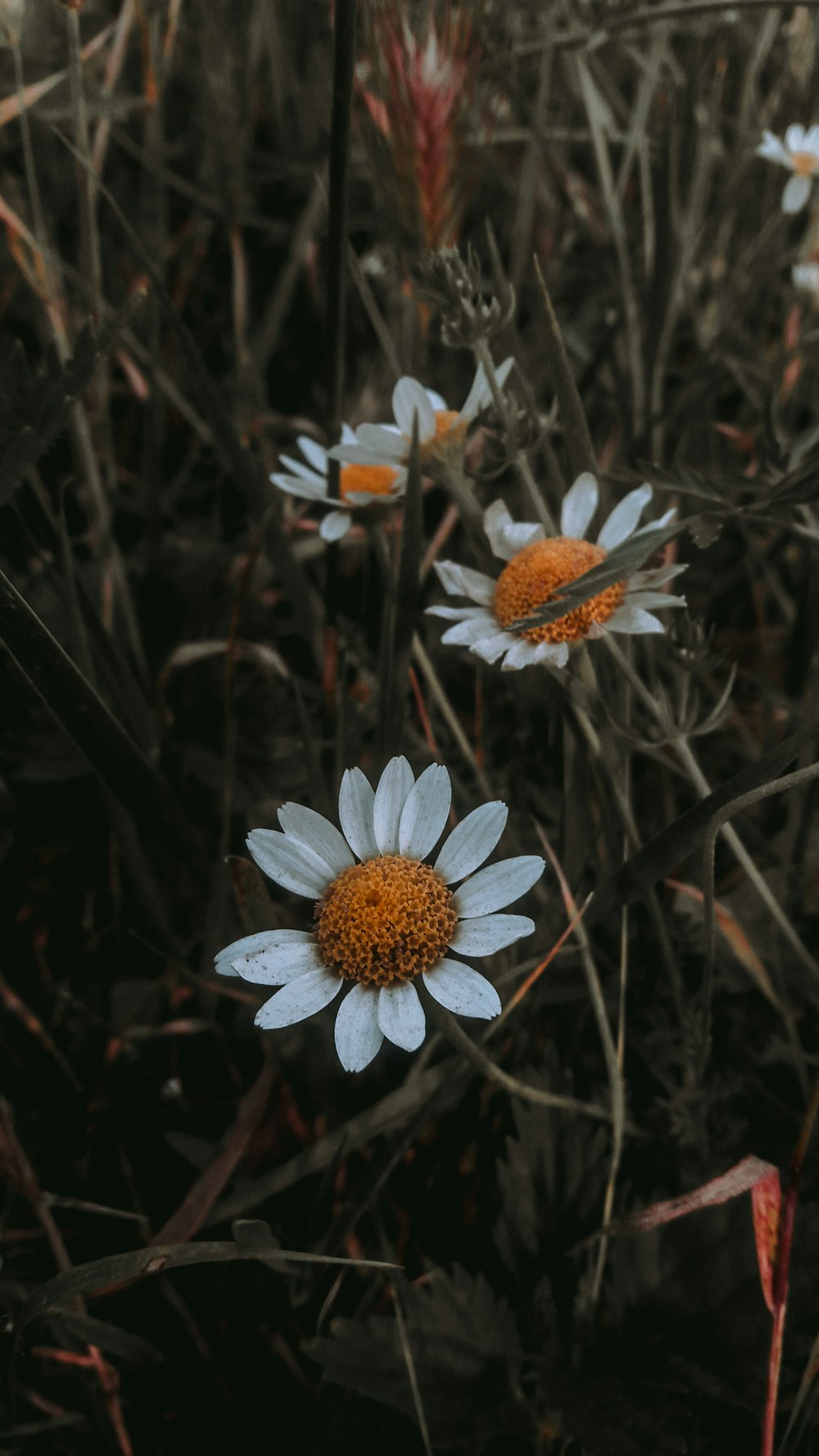 a group of white and orange flowers in a field