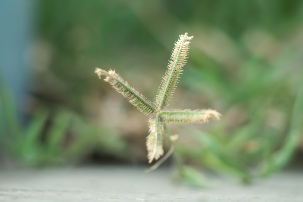 a close up of a plant with a blurry background