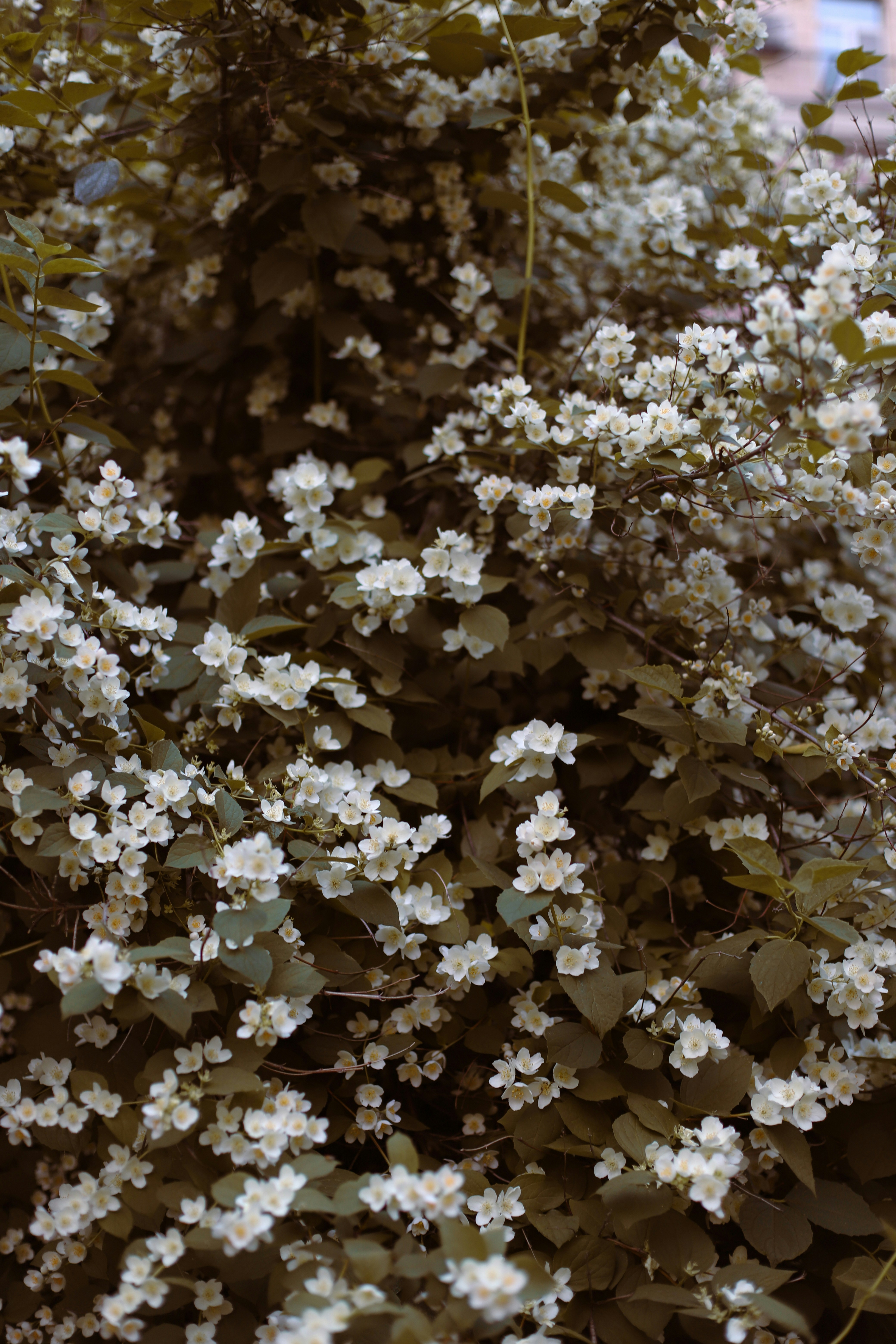 Photo by lapshinakseniia