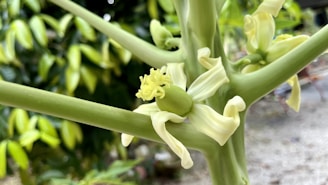 Close-up of papaya flowers blooming, showing delicate yellow petals.