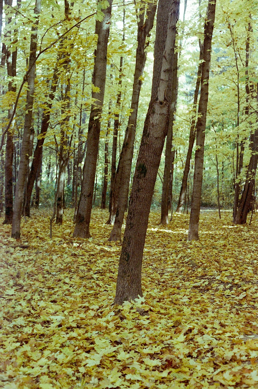 a forest filled with lots of trees covered in leaves