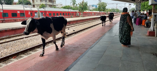 A train station platform with several cows walking along the edge near the railway tracks. A red train is stationary on the opposite track. Passengers are sitting and standing under the shaded area of the platform, some with luggage. Trees and buildings are visible in the background.