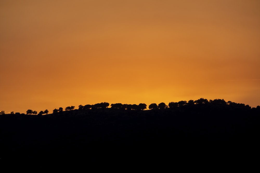 a group of trees sitting on top of a hill