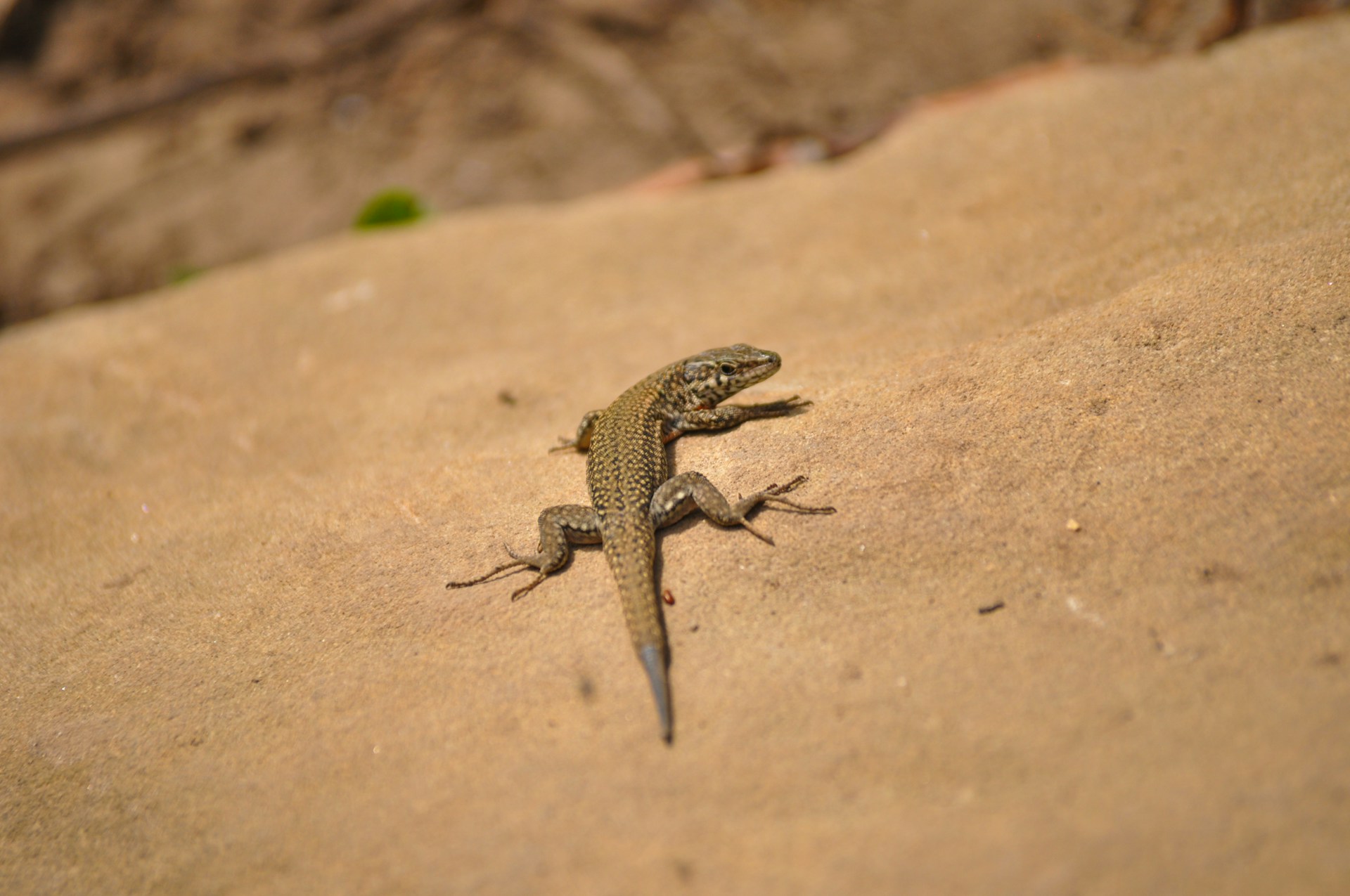 a lizard sitting on top of a sandy ground