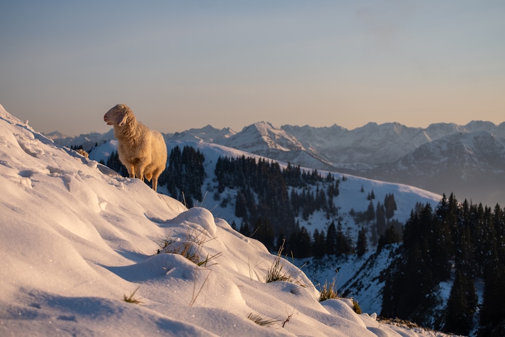 a sheep standing on top of a snow covered mountain