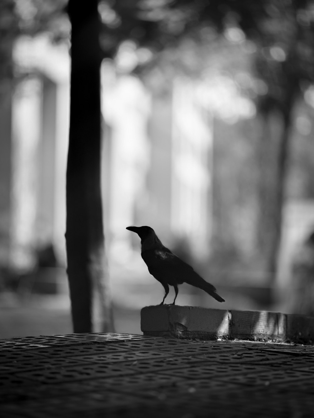 a black and white photo of a bird on a ledge