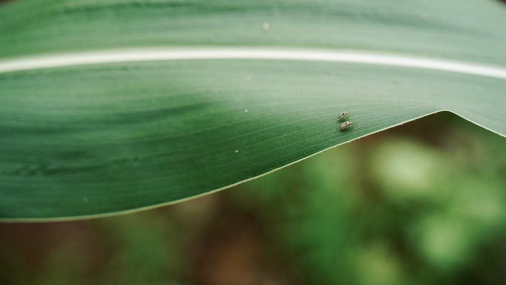 a close up of a green leaf with a bug on it