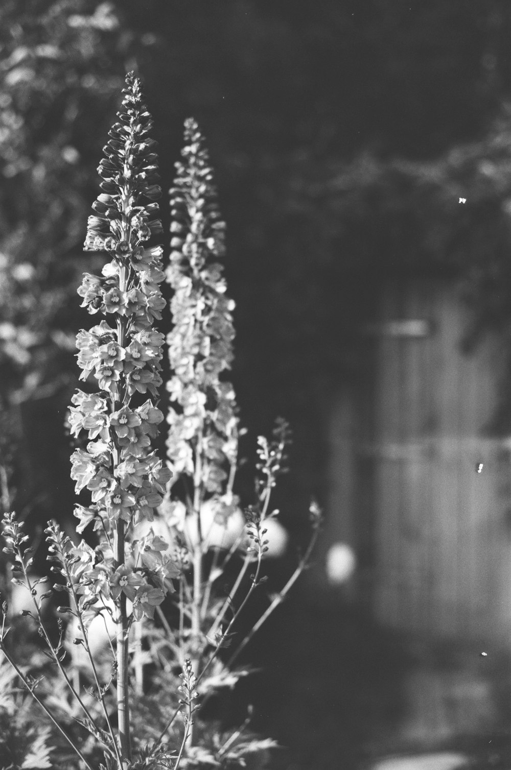 a black and white photo of a plant in a garden