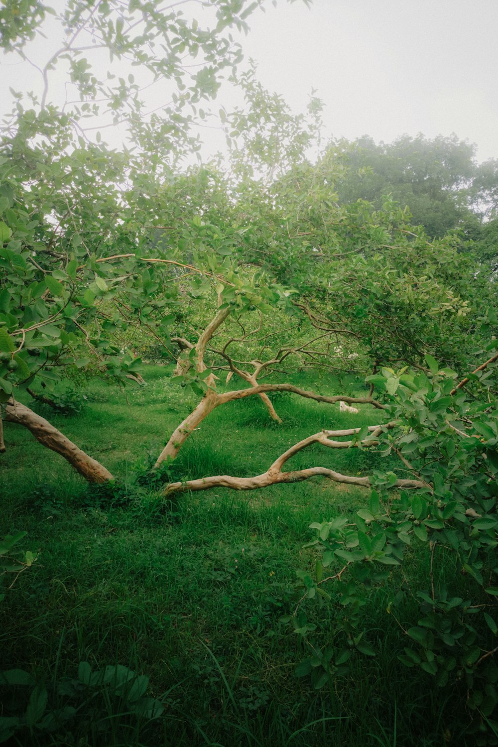 a fallen tree in the middle of a grassy field