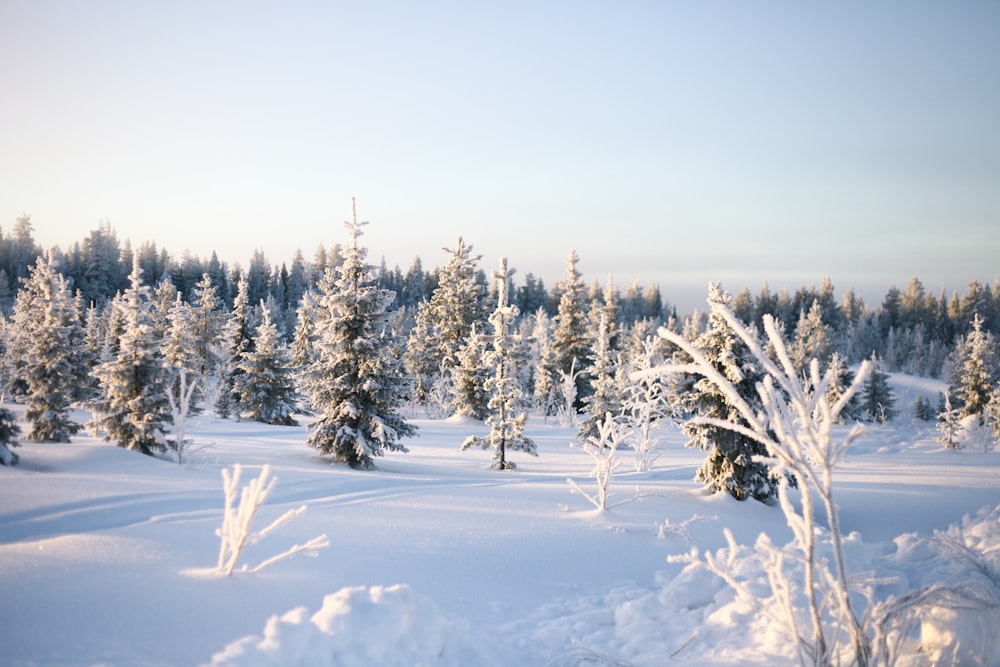 a snow covered field with trees in the background