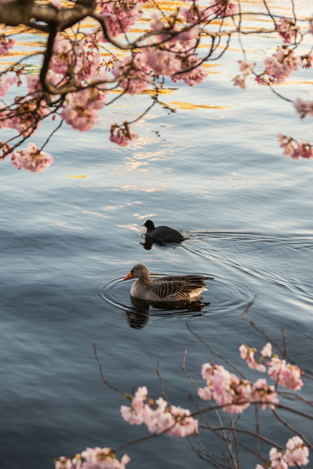 a couple of ducks floating on top of a body of water