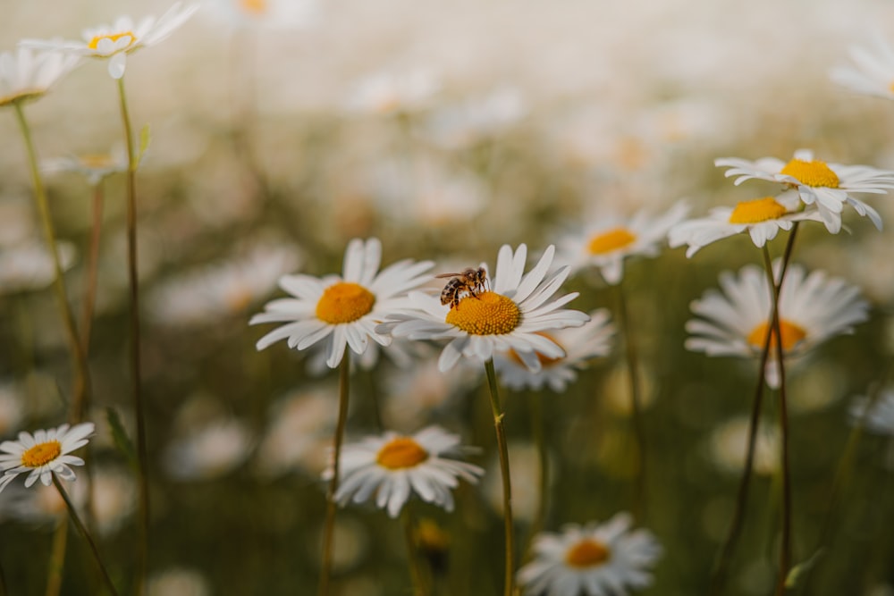 a bee sitting on a daisy in a field