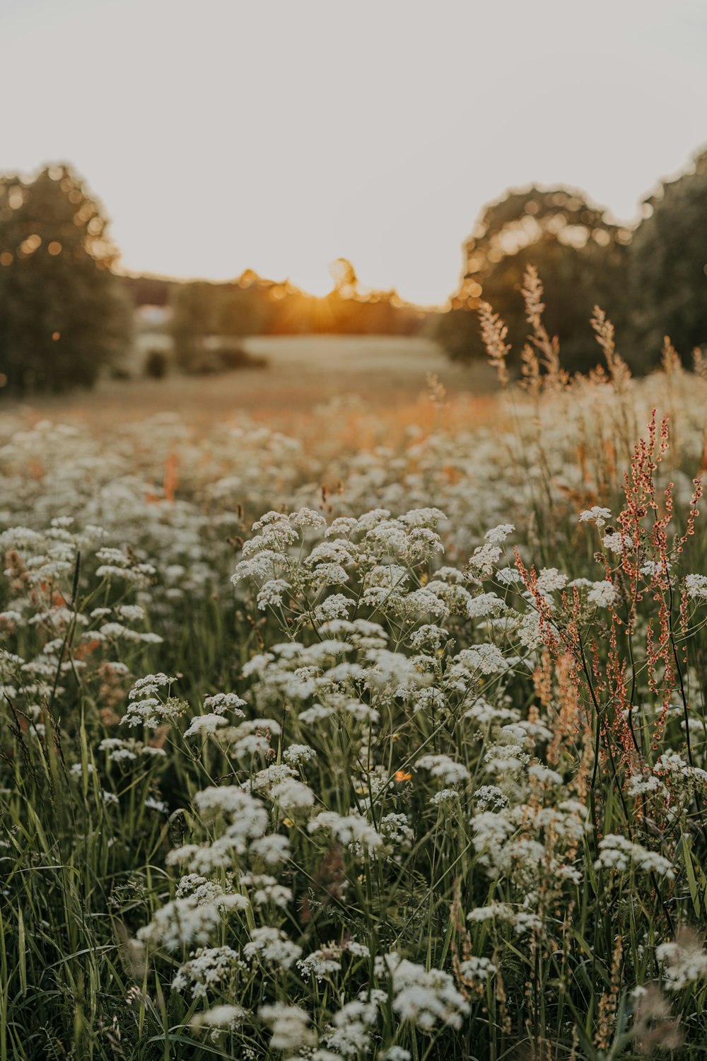 a field full of white flowers with the sun setting in the background