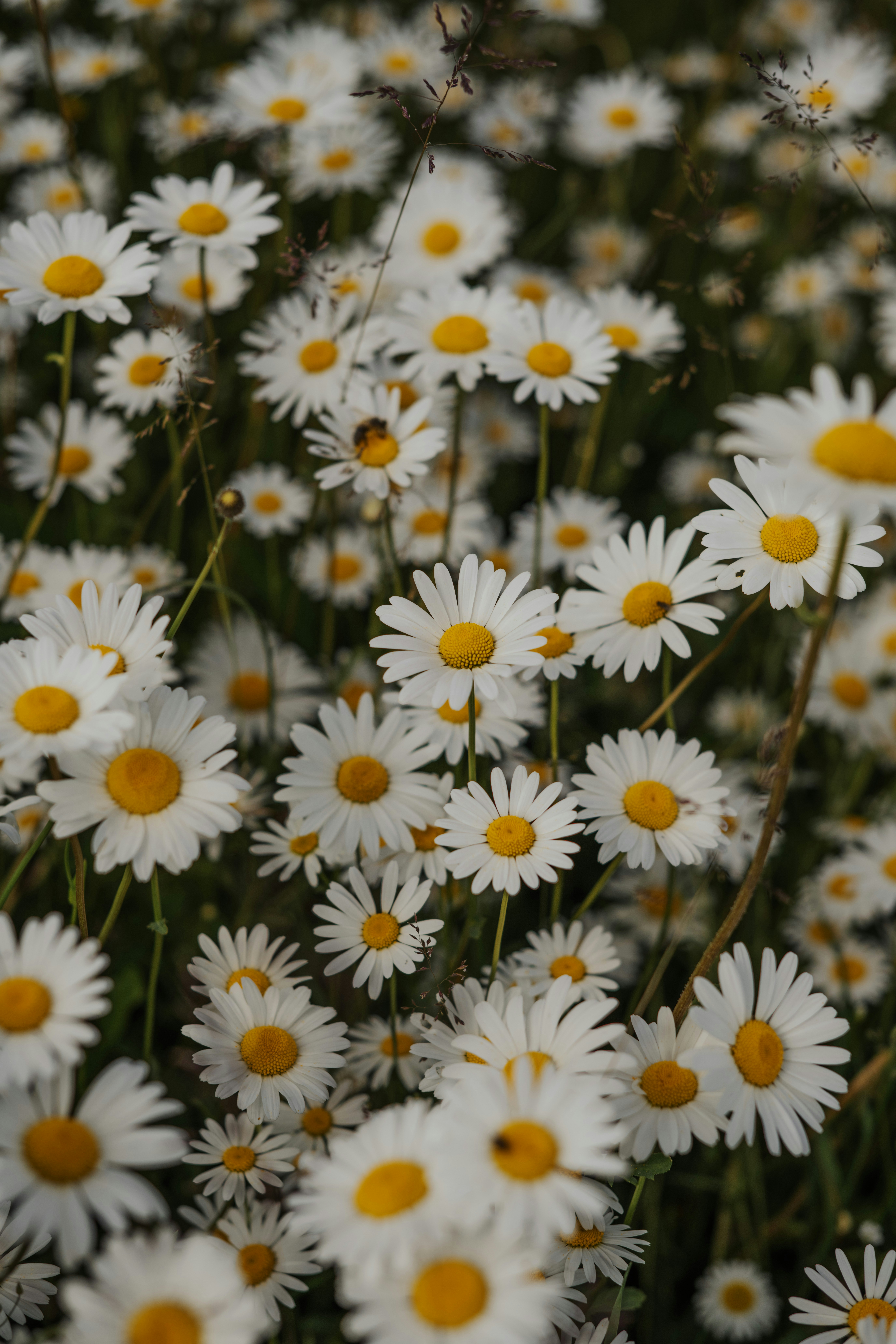 Photo by anitaaustvika