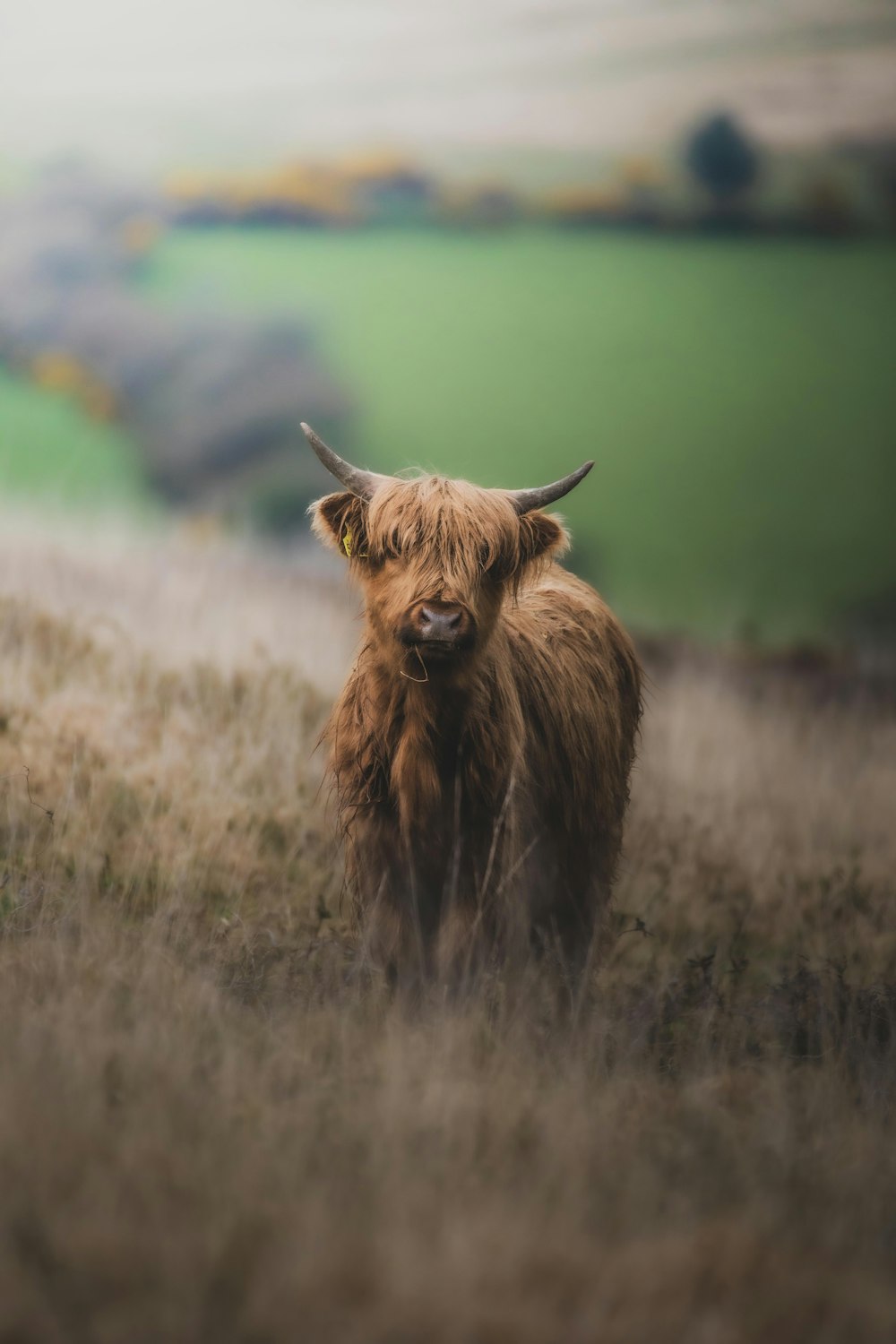 eine braune Kuh, die auf einem trockenen Grasfeld steht
