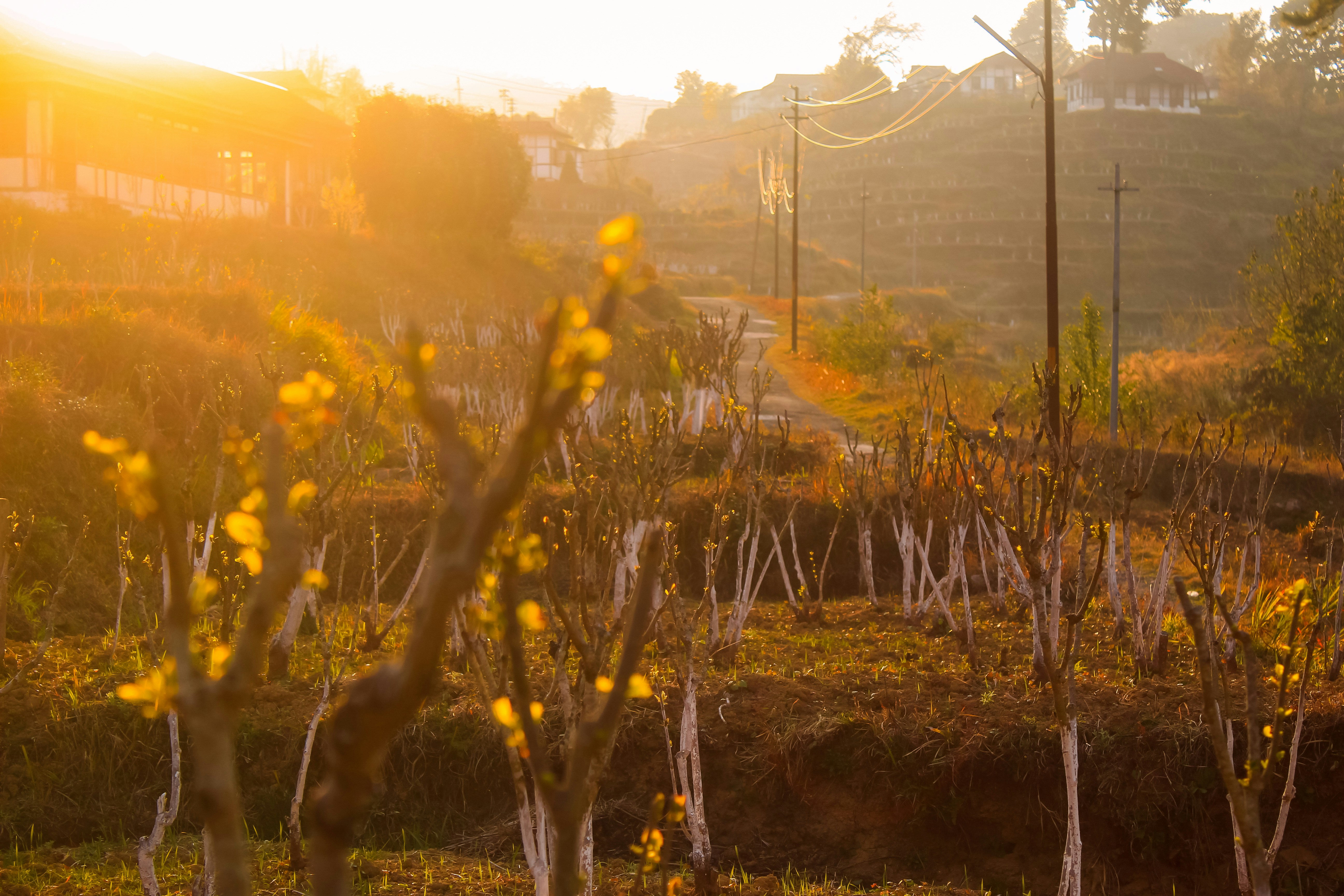 the sun is setting over a field of trees