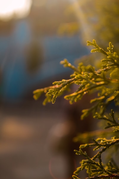 a close up of a tree with a blurry background