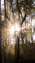 Sun rays filtering through leaves in a peaceful forest setting.
