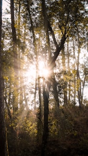 Sun rays filtering through leaves in a peaceful forest setting.
