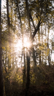 Sunlight filters through dense tree leaves, creating beautiful rays in a forest setting. The trees are tall and abundant, adding a sense of depth and tranquility to the scene.