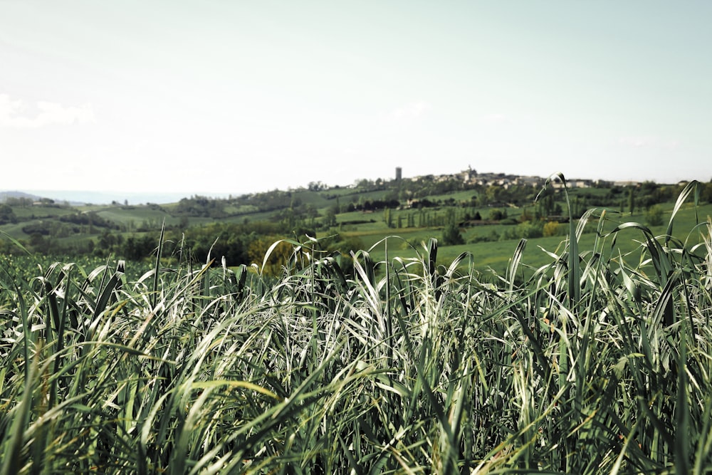 a field of grass with a hill in the background