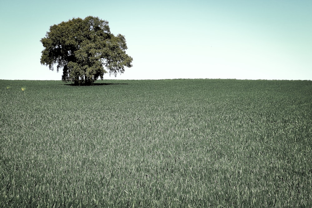 Un árbol solitario en medio de un campo