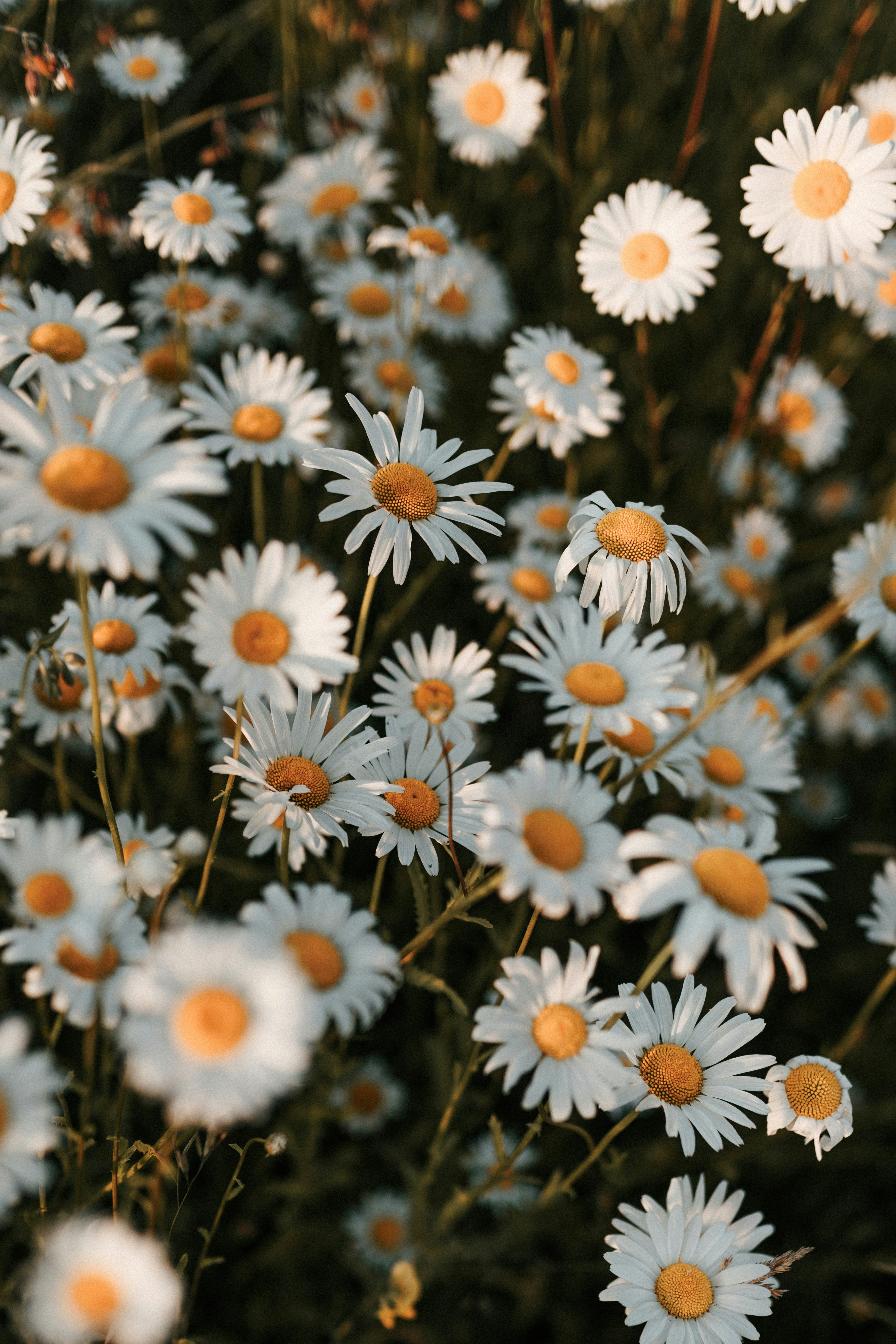 Photo by luiseandnic