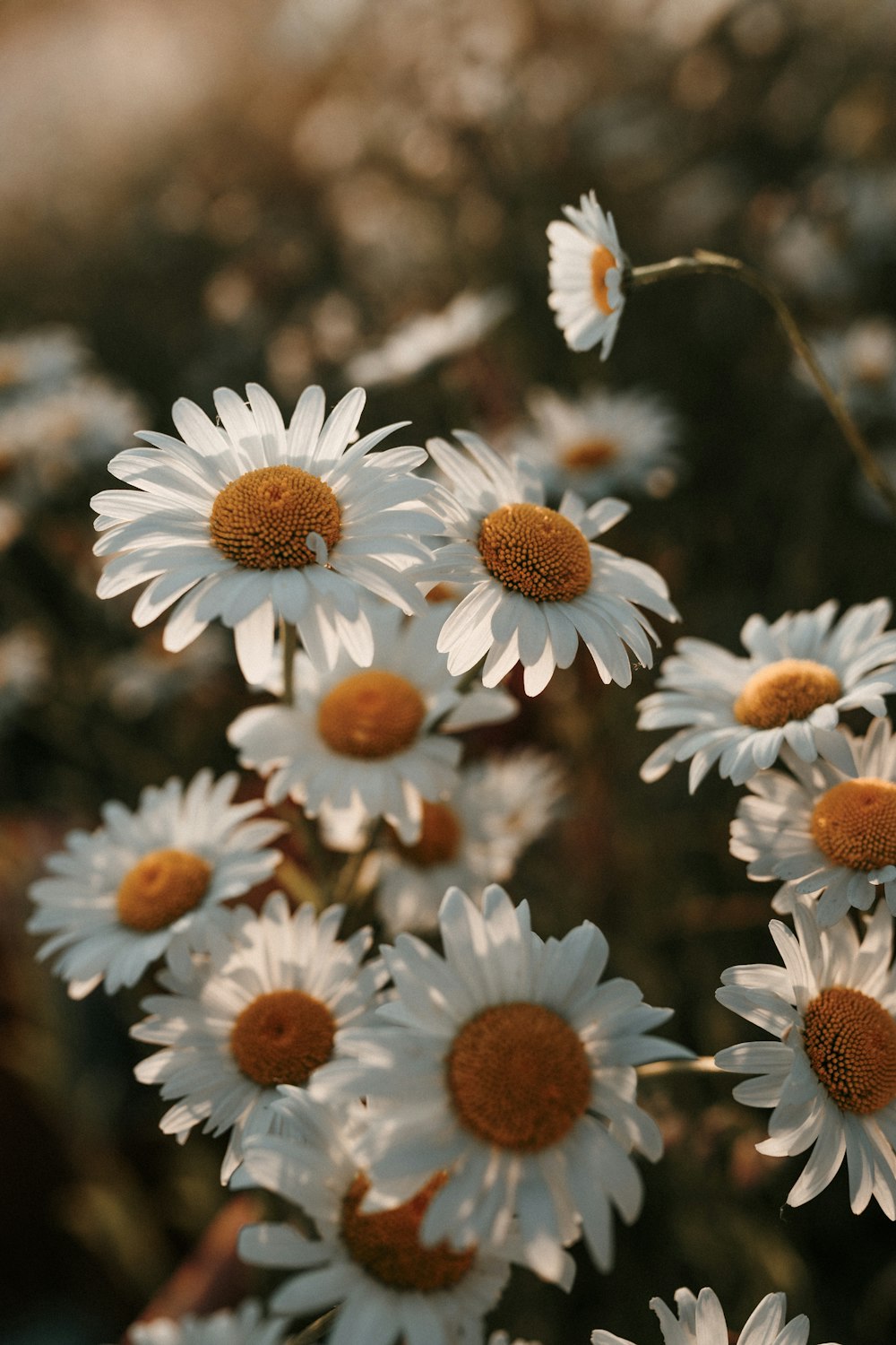 a bunch of white flowers with brown centers