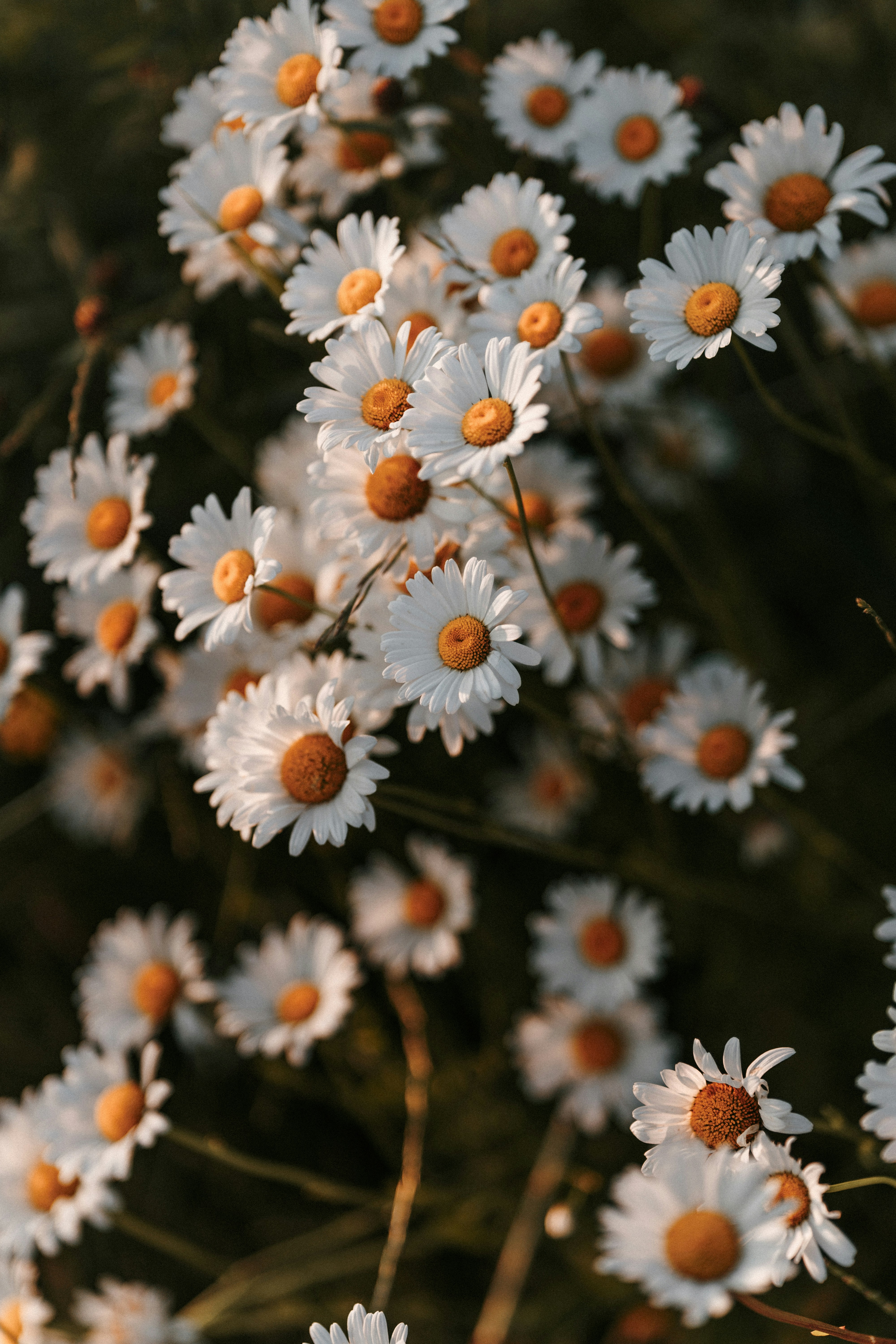 Photo by luiseandnic