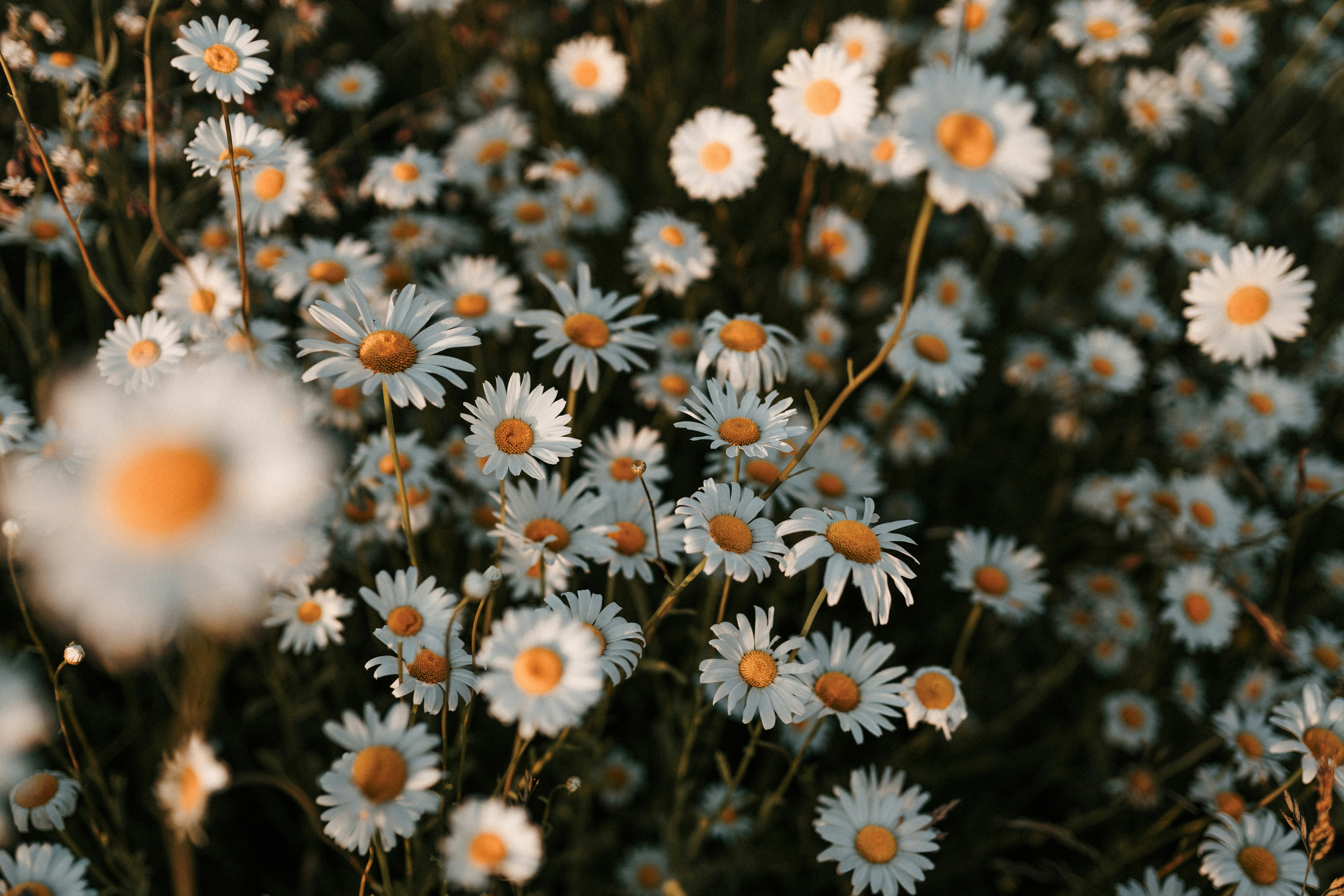 Photo by luiseandnic