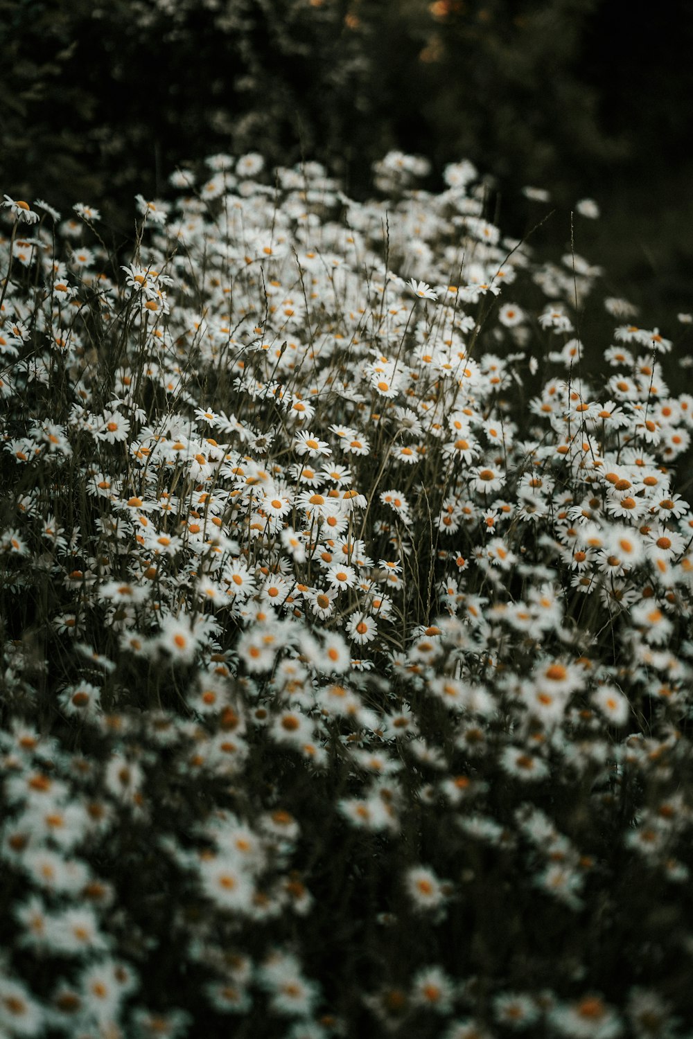 a field full of white and orange flowers