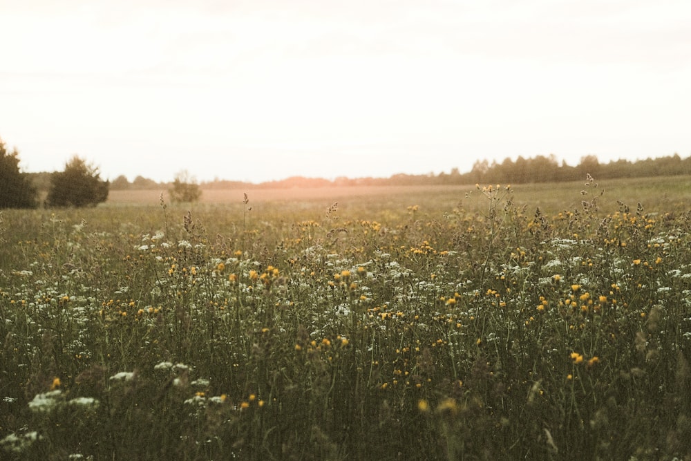 a field full of yellow and white flowers