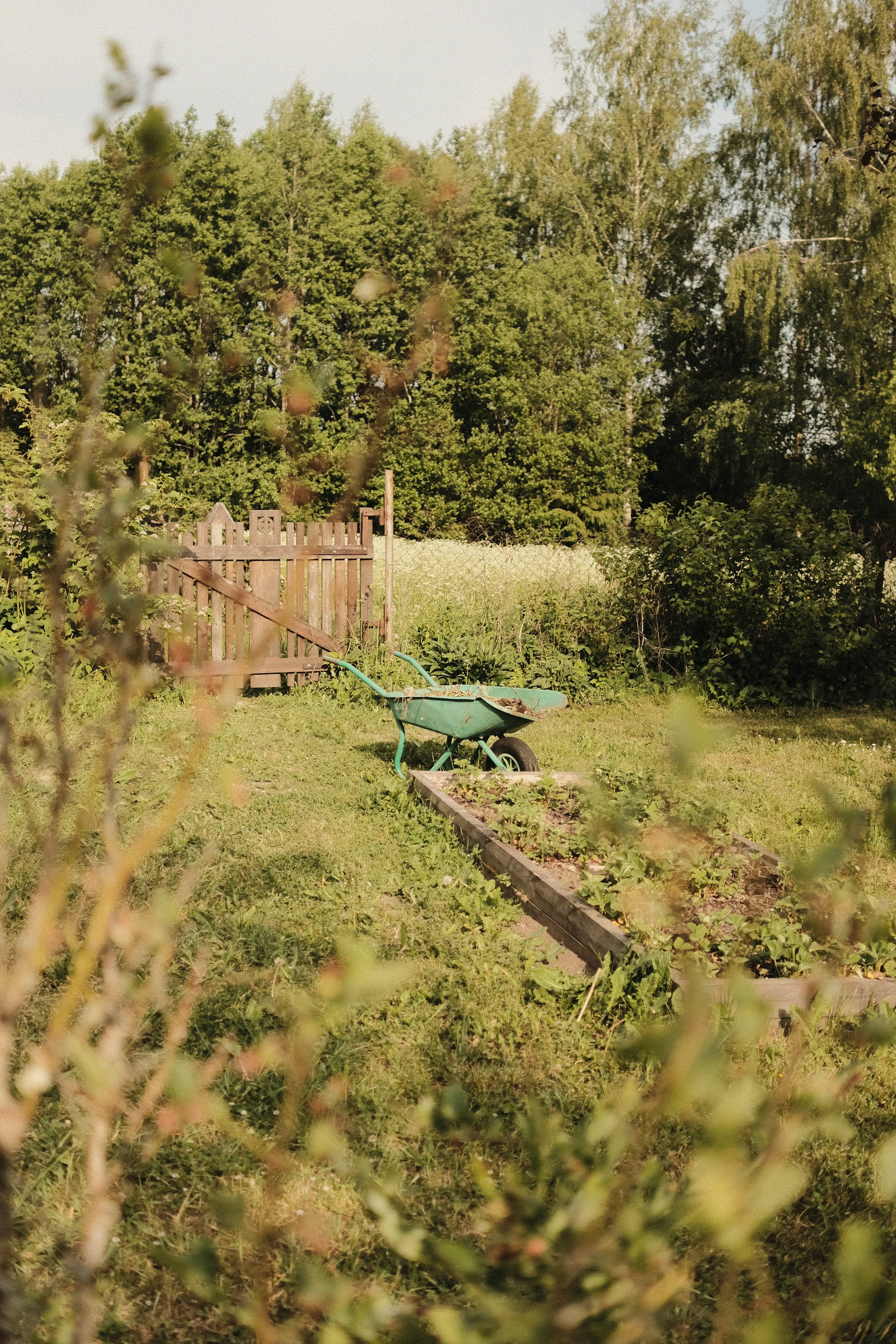 a green wheelbarrow sitting in the middle of a field