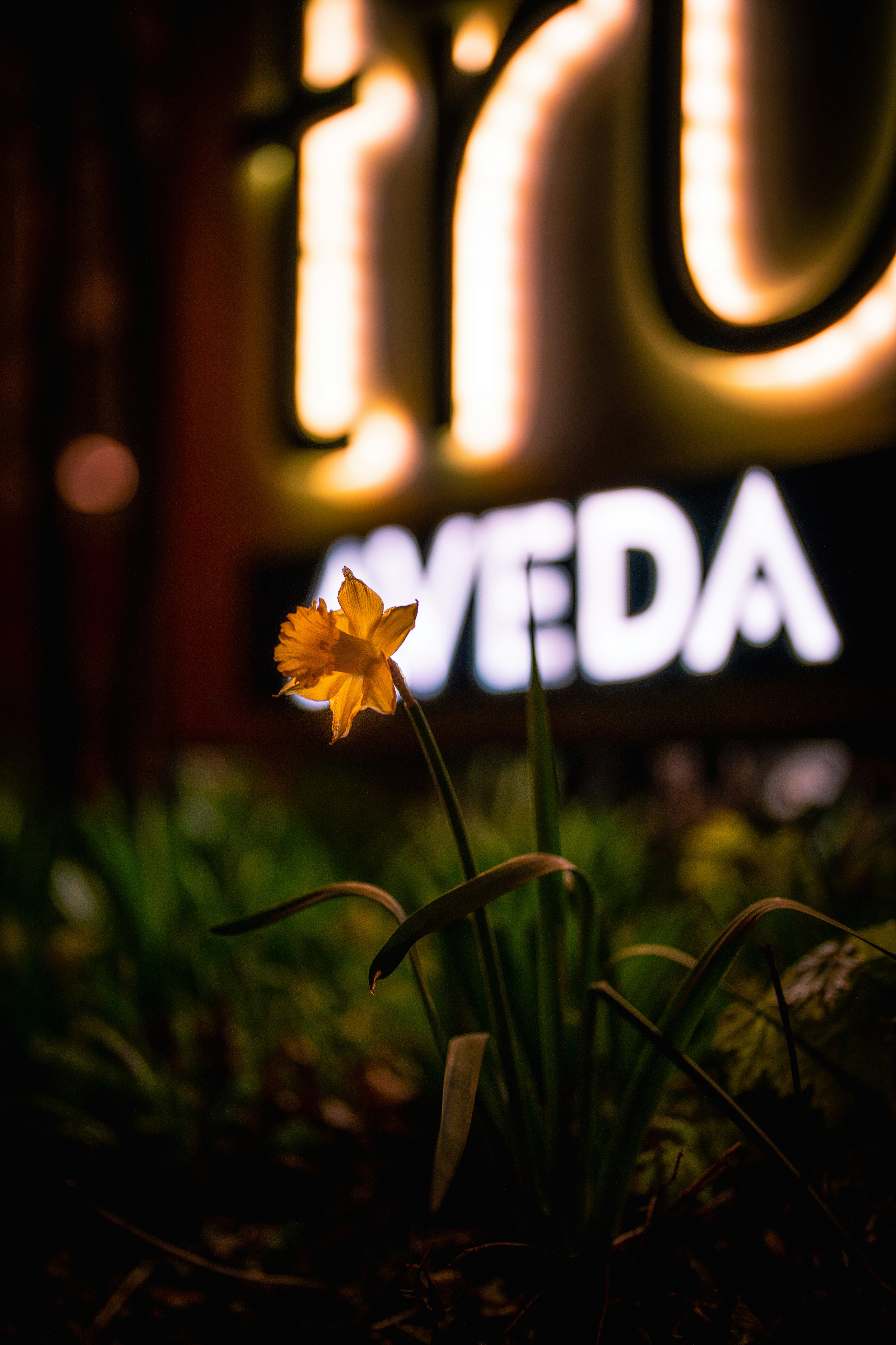 a small yellow flower sitting in front of a sign