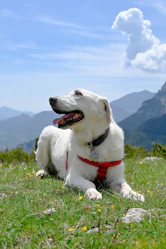 A white dog laying on top of a lush green field