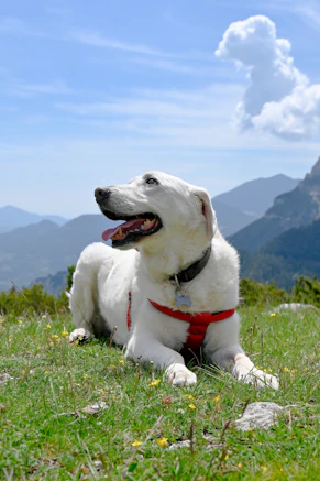 A white dog laying on top of a lush green field